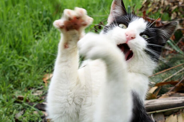 快船钝刀割黄蜂，利拉德利刃出鞘定欧冠—团队碾压与巨星接管，篮球的两种终极答案